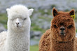Le lama blanc et lama brun
