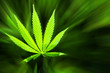 Marijuana background