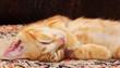 Photo: Red kitten Red kitten