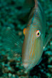 Xyrichtys novacula
