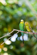 Budgerigars , Shell Parakeet O...