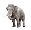 Elephant isolated on white with clipping path included