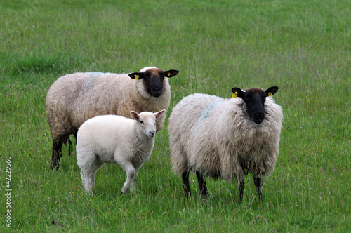 Foto: Moutons et agneau Moutons et agneau