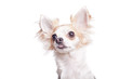 Chihuahua steckt Zunge raus