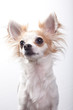 Chihuahua Portrait