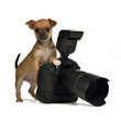 Photo: Chiuahua puppy with photo camera Chiuahua puppy with photo camera