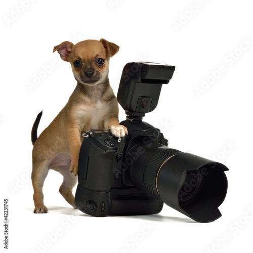 Photo: Chiuahua puppy with photo camera Chiuahua puppy with photo camera