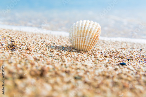 Foto: shell 1 shell 1