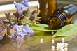 Homöopathische Globuli mit Salbei