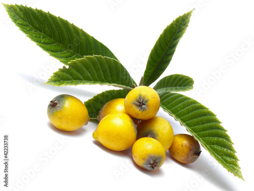 Photo: Eriobotrya japonica Eriobotrya japonica