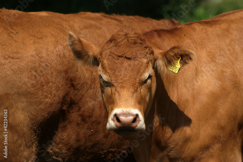 Photo: Brown well-fostered cattle Brown well-fostered cattle