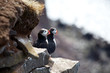Puffin