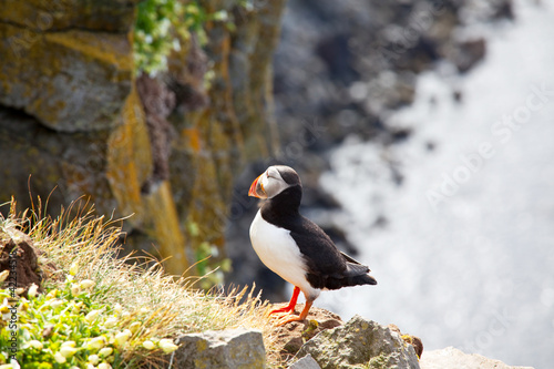 Photo: Puffin Puffin