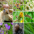 Foto: Tiere in der Wildnis Tiere in der Wildnis