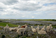 Le troupeau de lamas