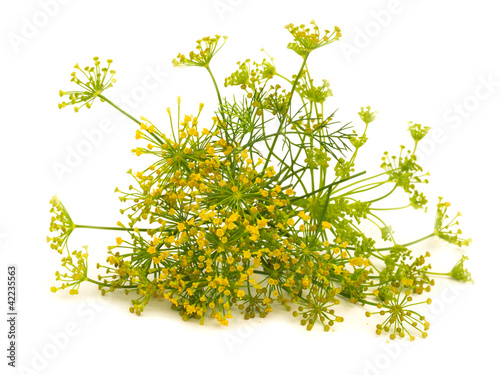 Photo: fennel flower isolated on the white fennel flower isolated on the white