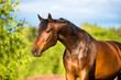 Bay horse portrait in summer