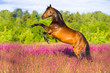 Foto: Bay horse rearing in pink flowers Bay horse rearing in pink flowers