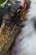 marabou close-up