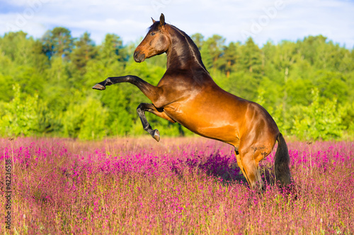 Photo: Bay horse rearing in pink flowers Bay horse rearing in pink flowers