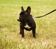 Foto: Französische Bulldogge Französische Bulldogge