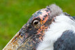 marabou close-up