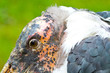 marabou close-up