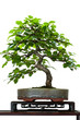 Kleine Hainbuche als Bonsai