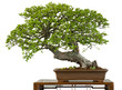 Alte chinesische Ulme als Bonsai-Baum