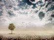 Lonely green tree in the desert