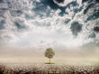 Lonely green tree in the desert