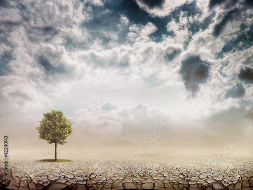 Photo: Lonely green tree in the desert Lonely green tree in the desert