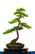 Nadelbaum Lärche als Bonsai