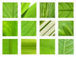 végétal macro