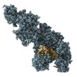 Taq Polymerase moleculetes