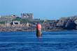 Foto: bretagna faro bretagna faro