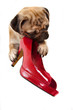 Mops mit Damenschuh