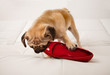 Mops mit Damenschuh
