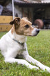 Photo: dog relaxed in the garden color image dog relaxed in the garden color image