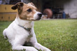 Photo: dog relaxed in the garden color image dog relaxed in the garden color image