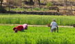 Women Farming