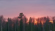 Taiga at sunset (Siberia)