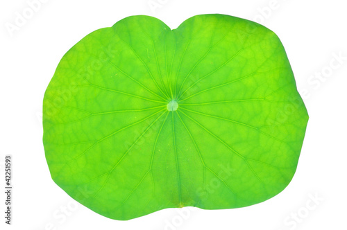 Photo: Lotus leaf isolated Lotus leaf isolated