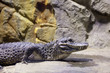 Photo: Chinese alligator Chinese alligator