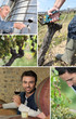wine maker, oenologist, grapes and vines