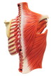 Photo: Back muscles Back muscles