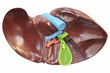 Photo: Liver model Liver model