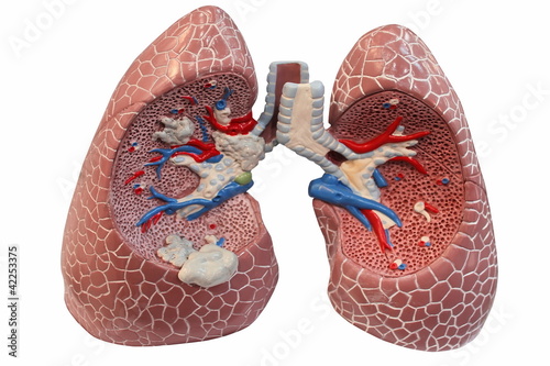 Photo: Lungs Lungs