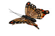 Foto: Schmetterling aus Stoff Schmetterling aus Stoff