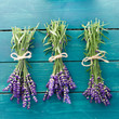 Frischer Lavendel